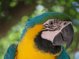 Blue-and-Yellow Macaw