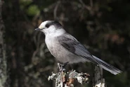 Canada Jay