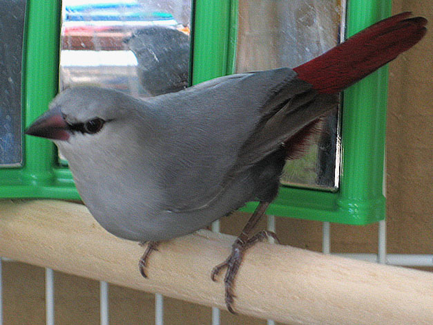 Lavender Waxbill | Birds Wiki | Fandom