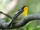 Narcissus Flycatcher