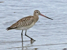 BarTailedGodwit