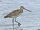 Bar-tailed Godwit