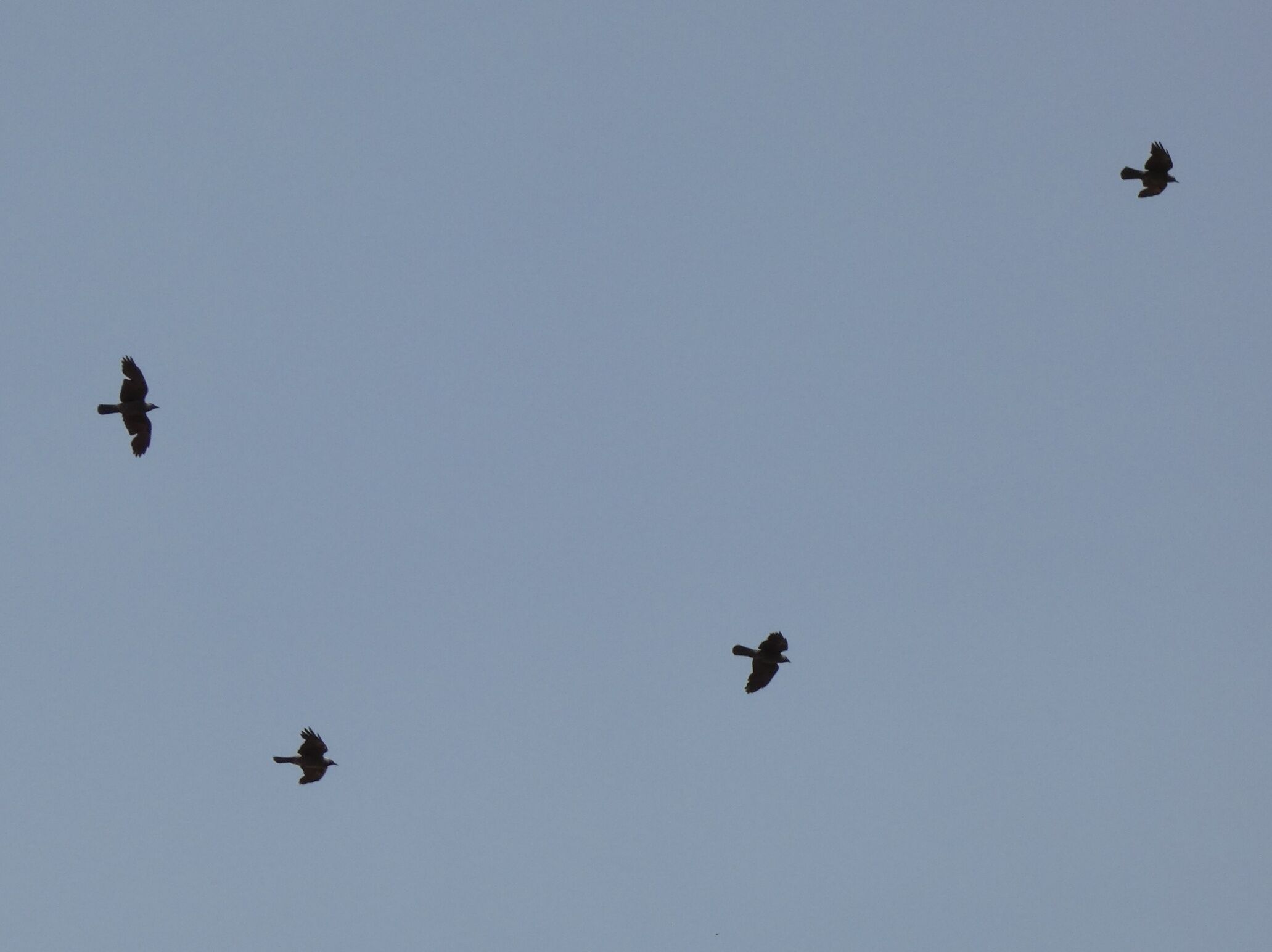 Rooks are highly gregarious birds and are generally seen in flocks