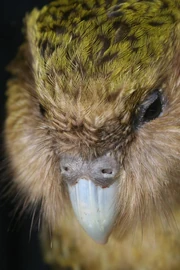 Kakapo.