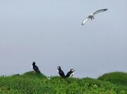 Puffins + fulmar