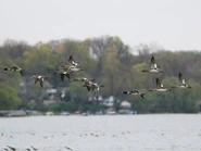 Flock in flight.