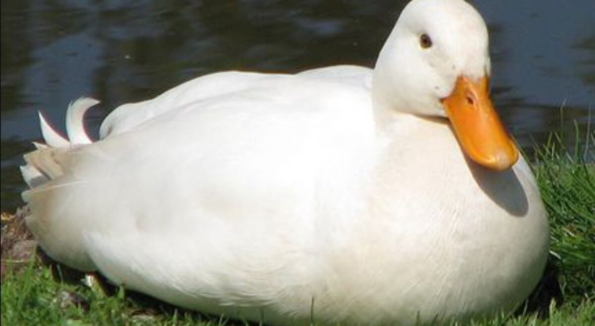 American Pekin Duck | Birds Wiki | Fandom