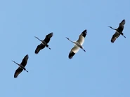 Adult in flight with Sandhill Cranes