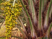 Glaucous Macaws were likely specialized feeders of palm nuts, such as the nuts of this Yatay Palm.
