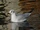 Black-headed Gull