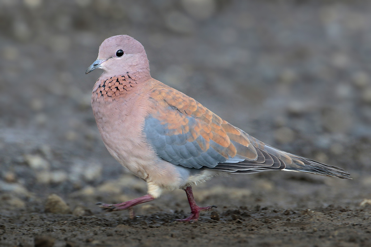 Laughing dove - Wikipedia