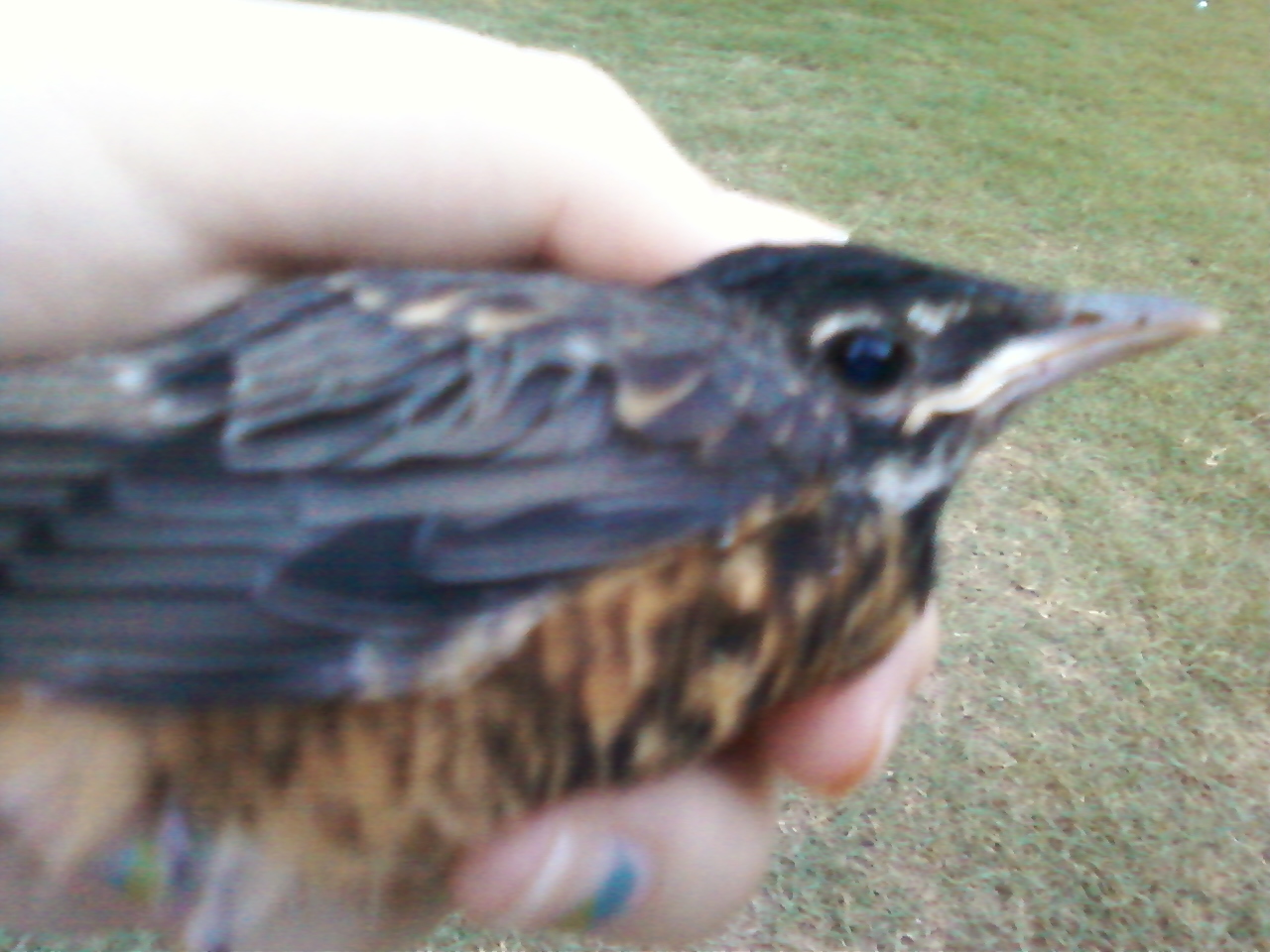 American robin - Wikipedia