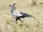 Secretarybird