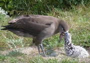 Adult feeding chick.