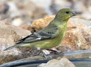 Immature female Lesser Goldfinch.