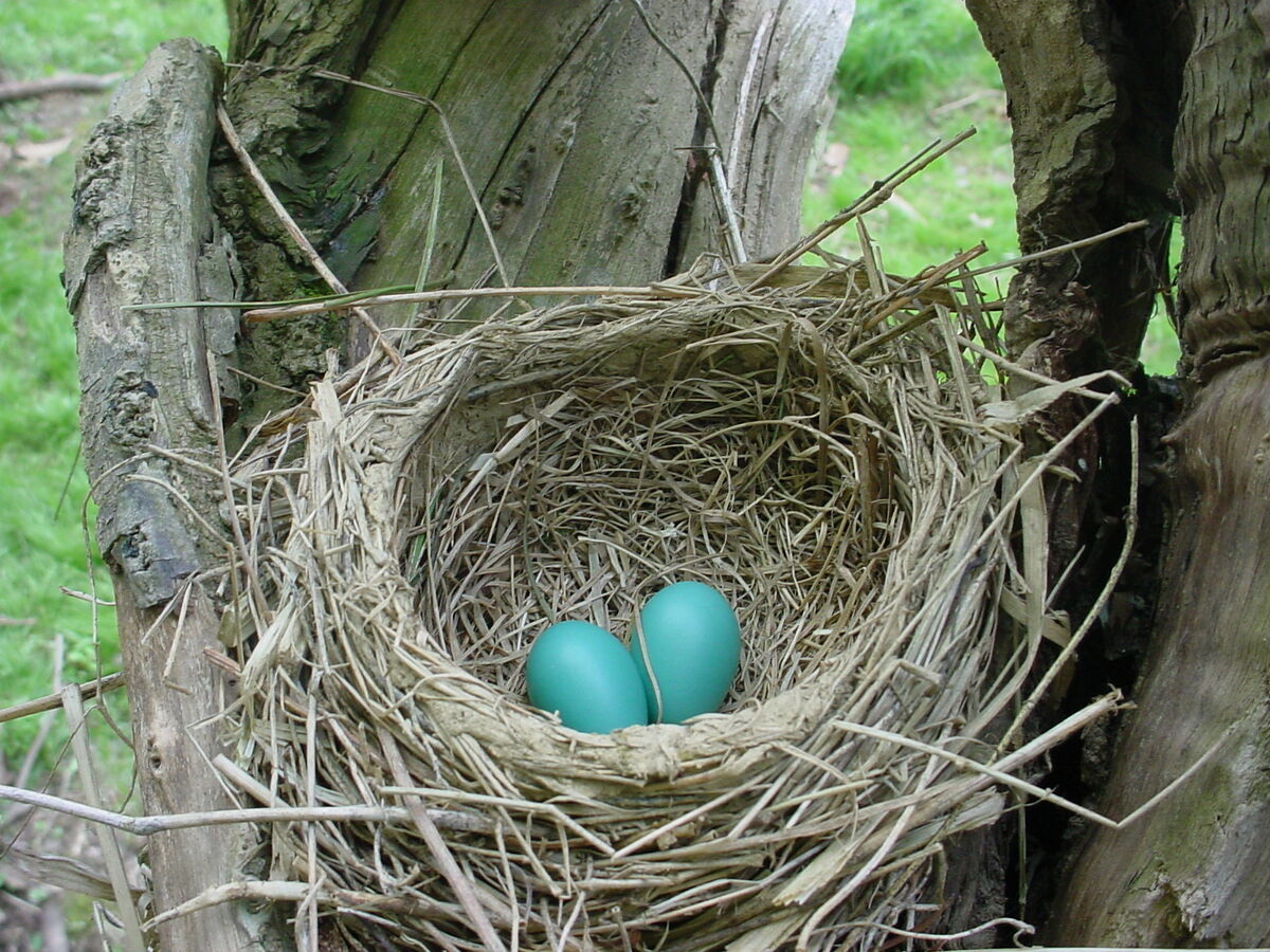 How Do Birds Choose Where to Nest? [Video] - Varment Guard