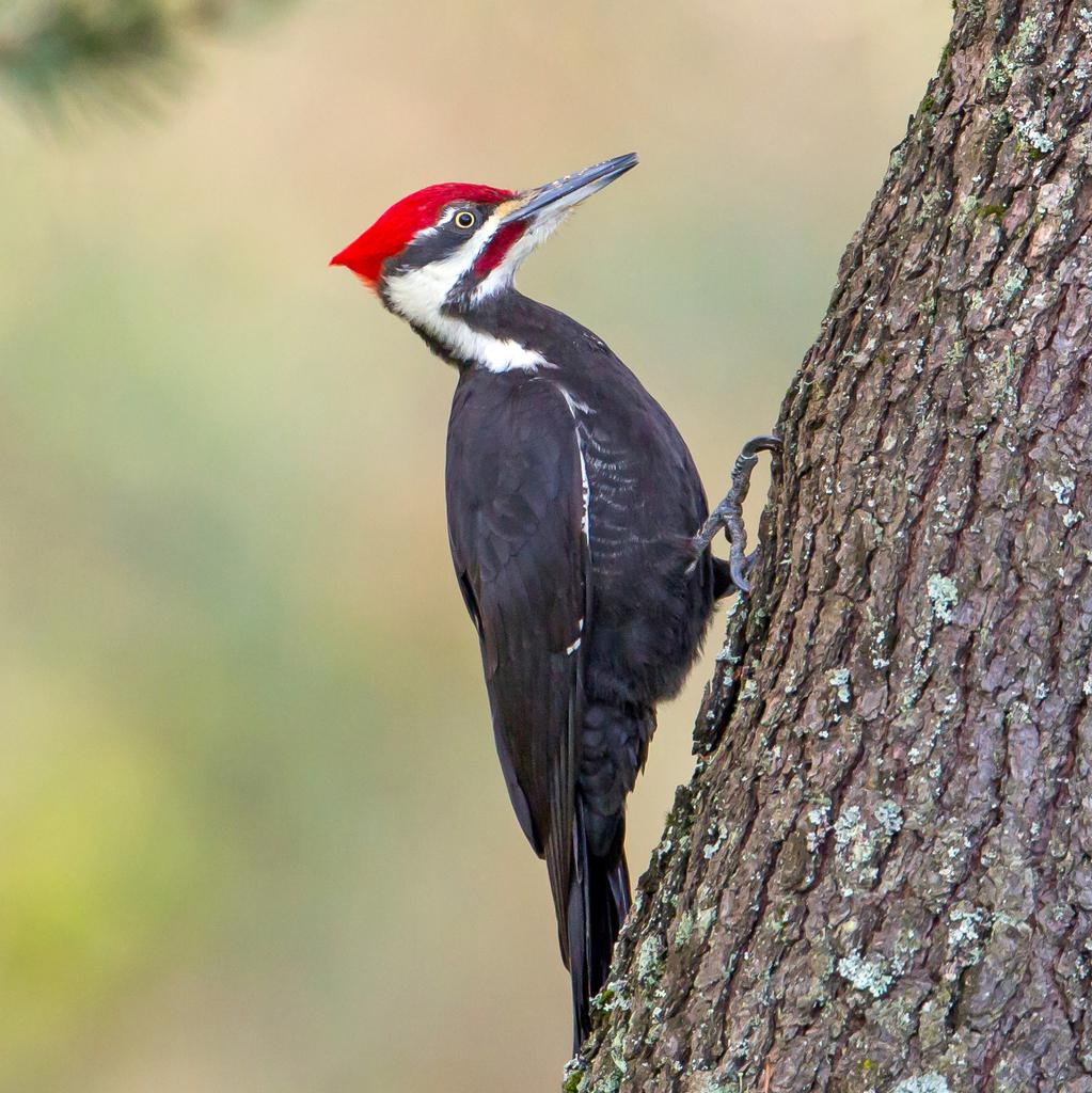 pileated woodpecker wingspan