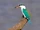 Collared Kingfisher