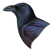 North African Raven (Corvus corax tingitanus)