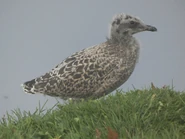 Euro herrin gull chick.jpeg (2.66 MB) Chick