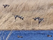 60017871-720px.jpg (100 KB) Flock in flight