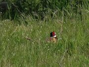Pheasant