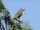 Spotted Flycatcher