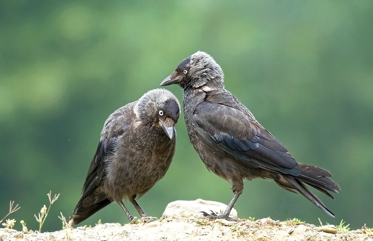 Rooks are highly gregarious birds and are generally seen in flocks of  various sizes. Males and females pair-bond for life and pairs stay together  within flocks. In the evening, the birds often