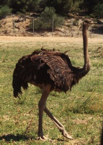 Common Ostrich Birds Wiki Fandom