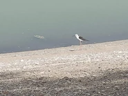 On the shore