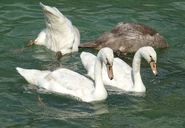 A group of young Mute Swans.