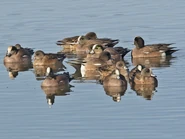 60017861-720px.jpg (46 KB) Flock