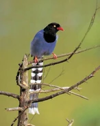 Formosan Blue Magpie
