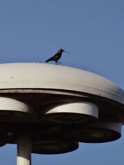 Jackdaw twig