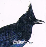 Steller's Jay