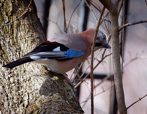 Eurasian jay - Wikipedia