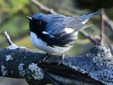 Black-throated Blue Warbler