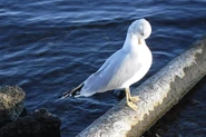 Ring-billed Gull preening.jpg (6.39 MB) Adult (non-breeding) preening.