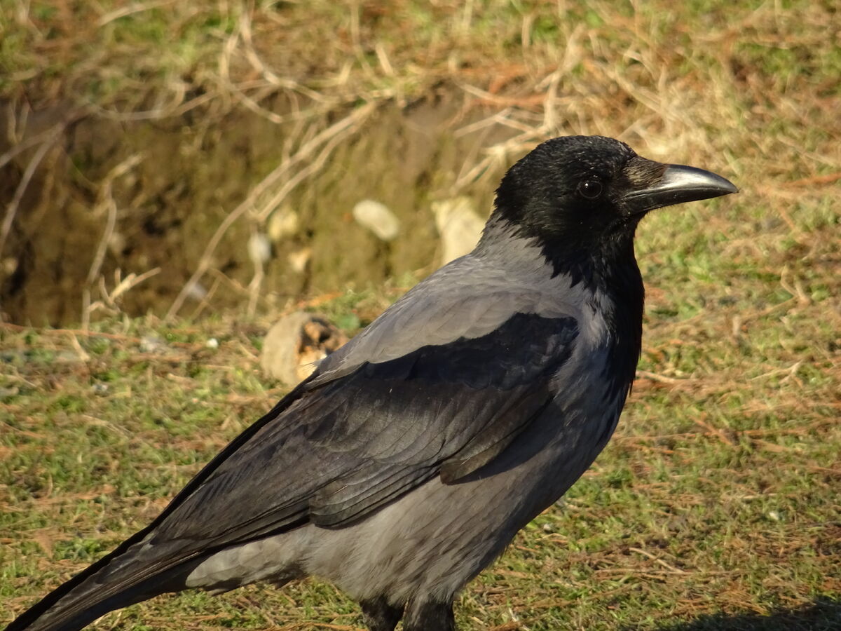 Rook (bird) - Wikipedia