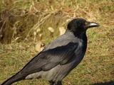 Hooded Crow