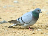 Hill Pigeon