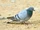Hill Pigeon
