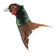 Talisch Caucasian Pheasant (Phasianus colchicus talischensis)