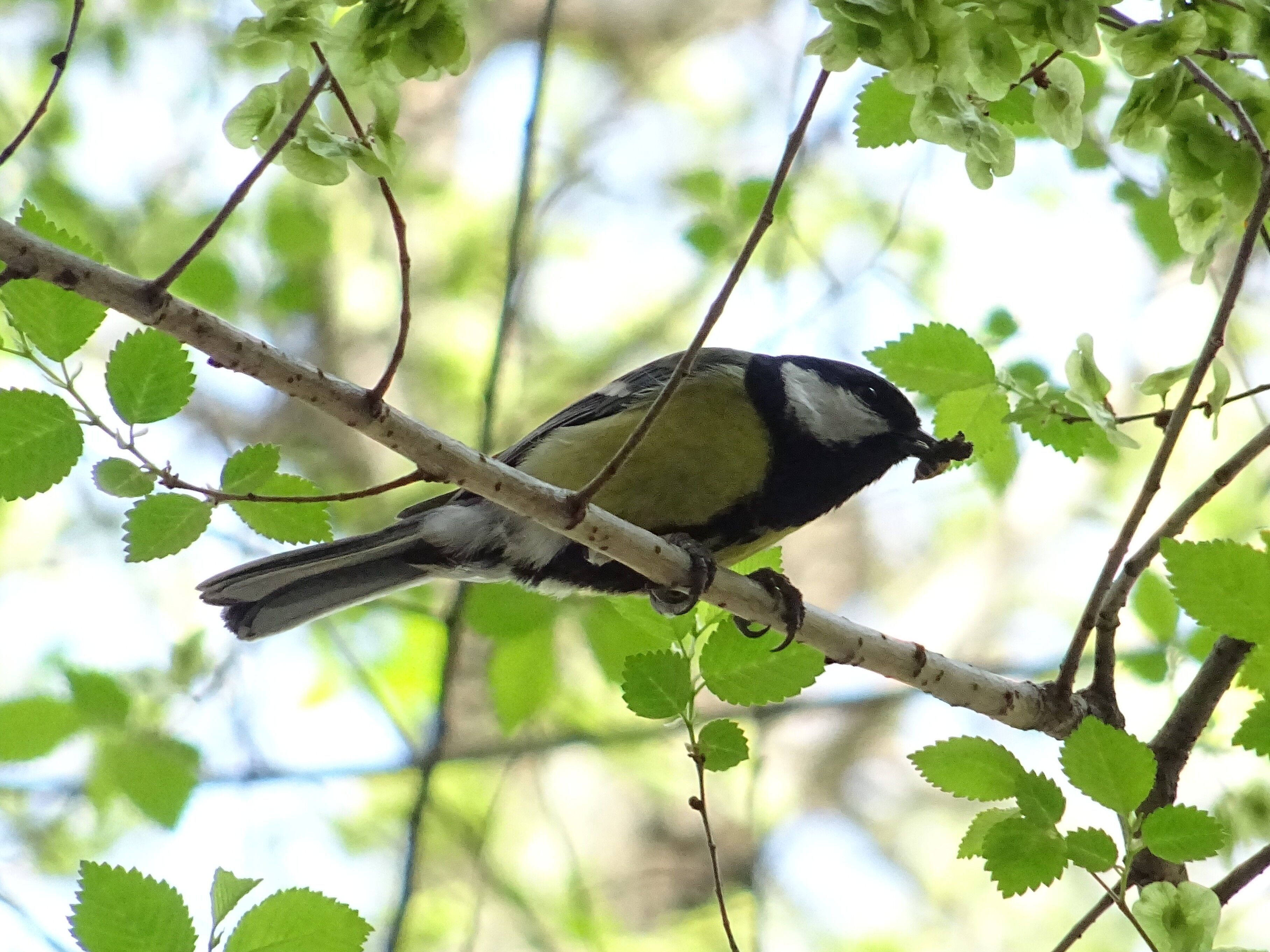 Great tits started singing