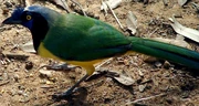 Green Jay
