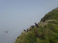 Colony of Puffins.