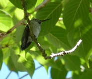 Female/immature displaying red throat.