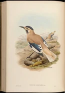 Illustration of Biddulph's Ground Jay