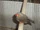 Australian Zebra Finch