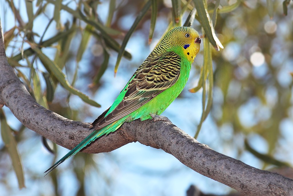 bird Eurasian Green Colour Melopsittacus Undulatus Budgerigar Budgie Parrot 